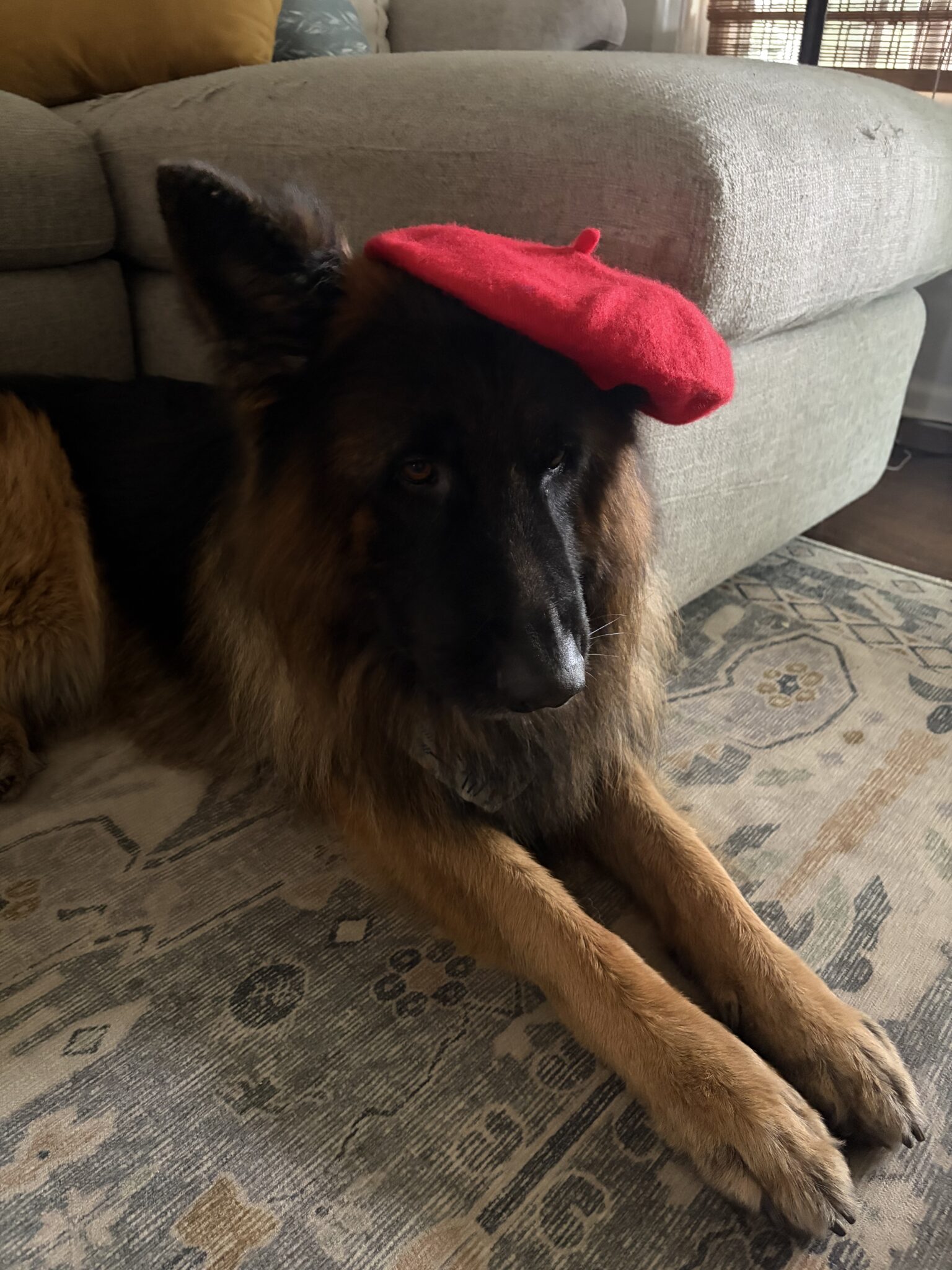 Home griffin beret